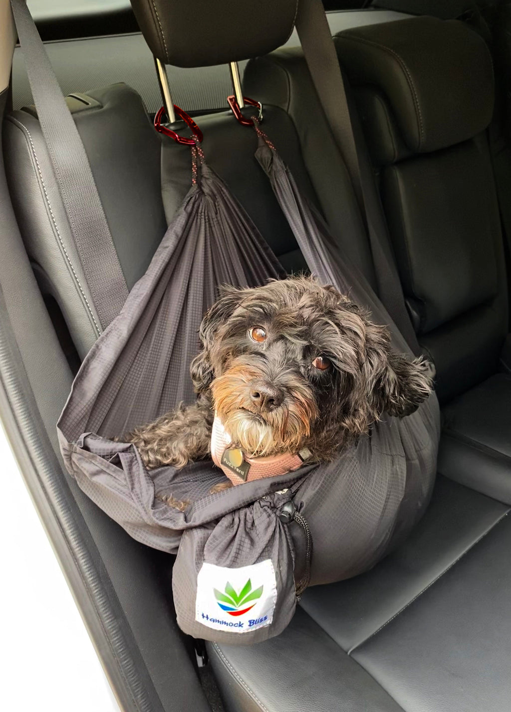 Sky Dog